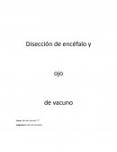 Disección de encéfalo y ojo de vacuno. Informe de laboratorio
