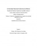 Fisiología general. Obtención e interpretación de un registro de la actividad respiratoria en la rata