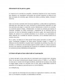 Alimentación para perros y gatos