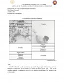 La verdadera naturaleza humana