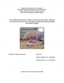 Proyecto de Cría De Cerdos
