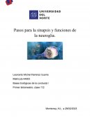 Pasos para la sinapsis y funciones de la neuroglia
