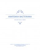 Anatomia bacteriana