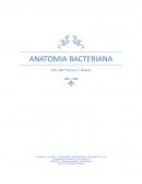Anatomia bacteriana