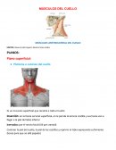 Músculos anterolateral del cuello