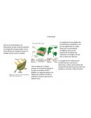 Energia por las plantas