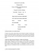 Acción refleja Fisiología animal