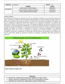 Práctica: Fotosíntesis
