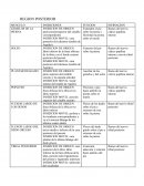 Anatomia, musculos del miembro inferior