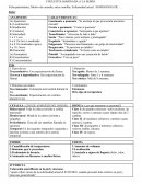 Guía clasificación de semio para historia clínica