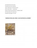 Trabajo final del tema: “Las plantas de la barda”