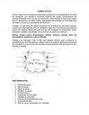 Trabajo empresarial , empresa somos cacao