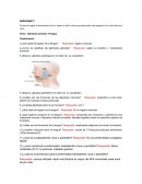 Glándulas salivales y lengua