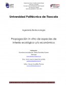 Propagación in vitro de especies de interés ecológico y/o económico