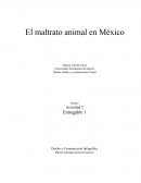 El maltrato animal en México