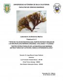 Tipos de talos en macroalgas, partes estructurales de las macroalgas marinas (rizoides, cauloides y filoides)