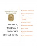 Anatomia, fisiologia, y sindromes clinicos de los ganglios basales