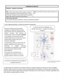 Psicobiologia, proceso de sinapsis