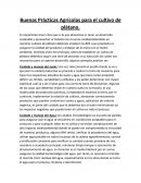 Buenas Prácticas Agrícolas para el cultivo de plátano