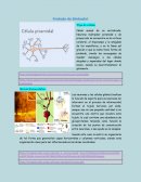 Trabajo de Biología: Tipo de célula