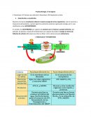 Fotosíntesis II. Factores que afectan la fotosíntesis III. Respiración celular