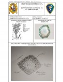 Manual de prácticas botánica general