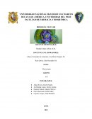 Uso y utilización del microscopio óptico