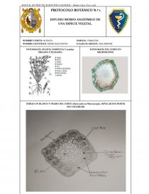 Manual de prácticas botánica general. Página 1