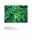 ¿Necesitamos las plantas para vivir?