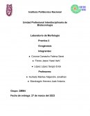 Laboratorio de Morfología Practica 2 Ovogénesis Integrantes