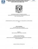 Estandarización del Índice Sacroilíaco en la Población del Centro Médico ABC