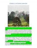 El bosque y sus funciones ambientales