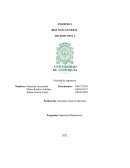 Informe biología general Microscopia