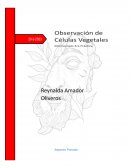 Práctica del laboratorio: observar células vegetales