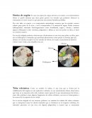 Descripción de rocas