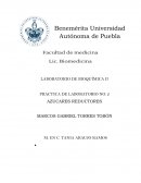 Los carbohidratos o hidratos de carbon