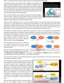 Características de la molécula de Agua