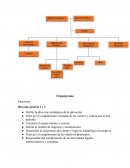 Organigrama Funciones