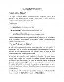 Estructura Nuclearю . Núcleo Interfásico
