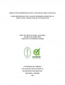 Producción de biofertilizantes a base de bacterias asociadas