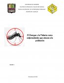 Ensayo del Dengue - Malaria