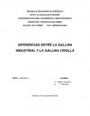 Diferencias entre la gallina industrial y la gallina criolla