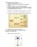 Cuestionario sistema nervioso