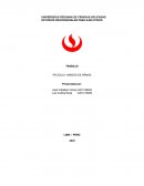 Película: amigos de armas