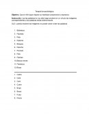 Terapia fonoaudiológica