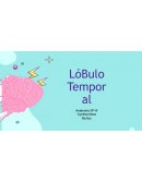 Anatomia. El lóbulo temporal