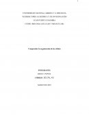 Funciones de los organelos dentro de la célula