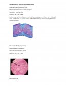 Observación de organelos membranosos