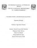 Actividad enzimática y desnaturalización de proteínas