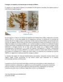 El sargazo: sus impactos y los avances para su manejo en México